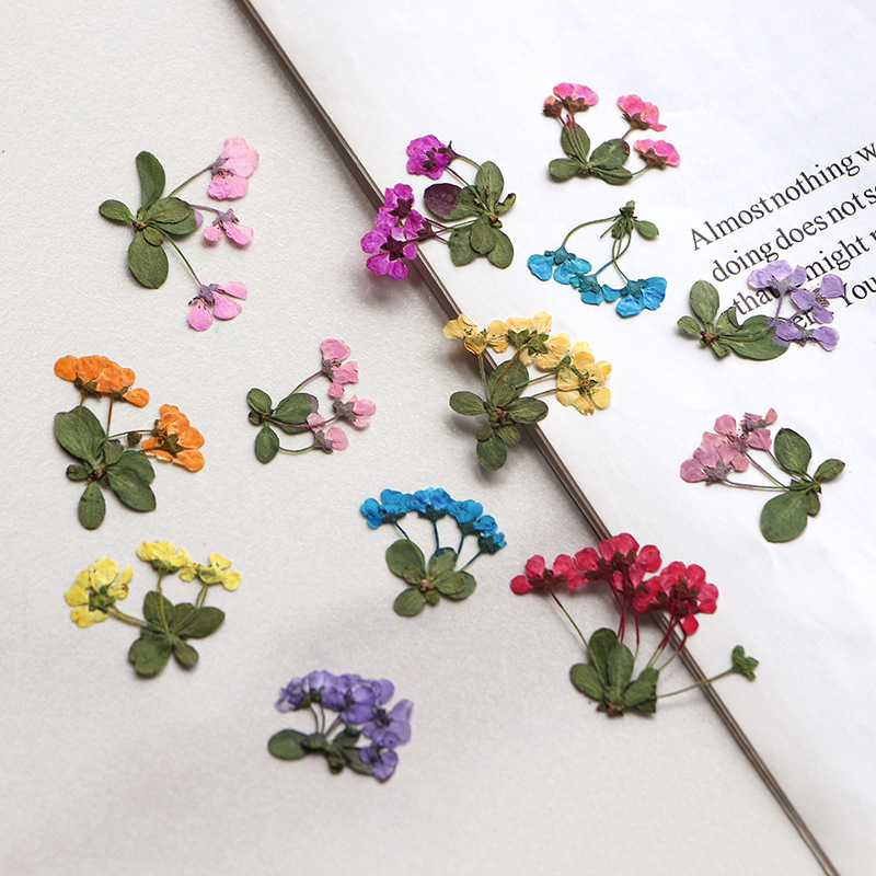 Supply For Florist - 2-3cm/12pcs,Pressed Little Flowers,Wholesale Flower Petals DIY