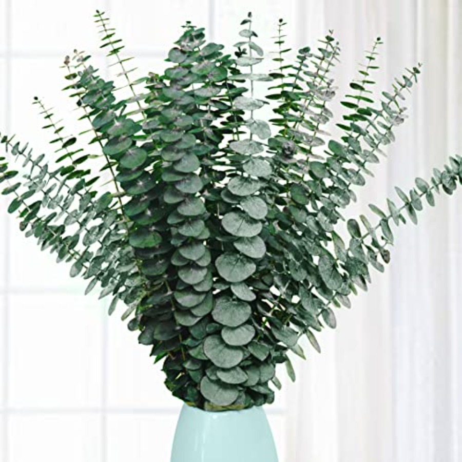 Eucalyptus Preserved - 20 Pcs Preserved Dried Eucalyptus Stems,