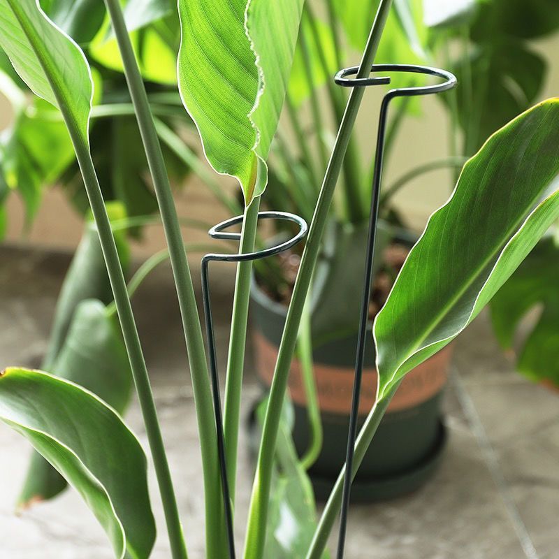 1/10pcs Garden Support Stake R - огляд і ціна Supply For Florist