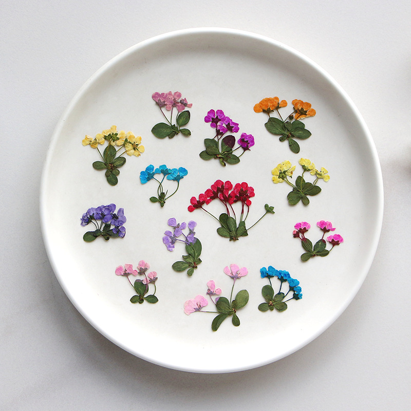 2-3cm/12pcs,Pressed Little Flo - огляд і ціна Supply For Florist