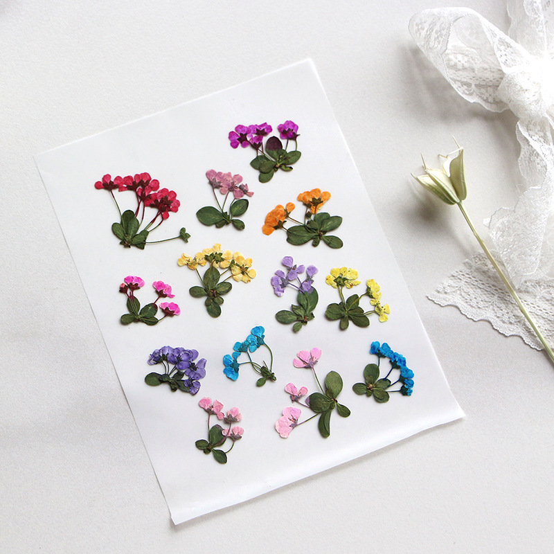 2-3cm/12pcs,Pressed Little Flo - огляд і ціна Supply For Florist