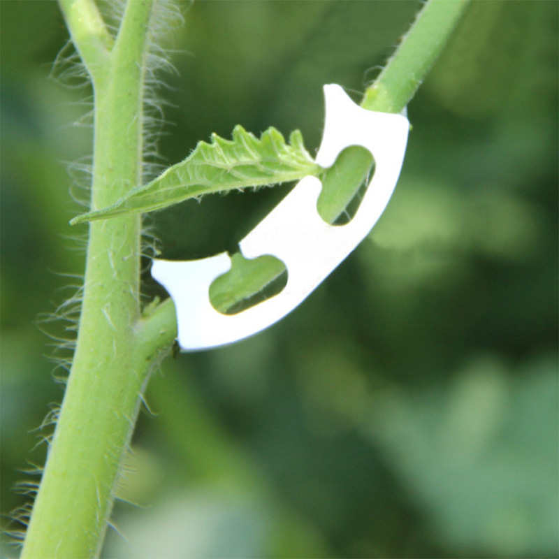 50/100pcs Botany-stem Vine Str - огляд і ціна Supply For Florist